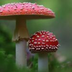 image of two red toadstools